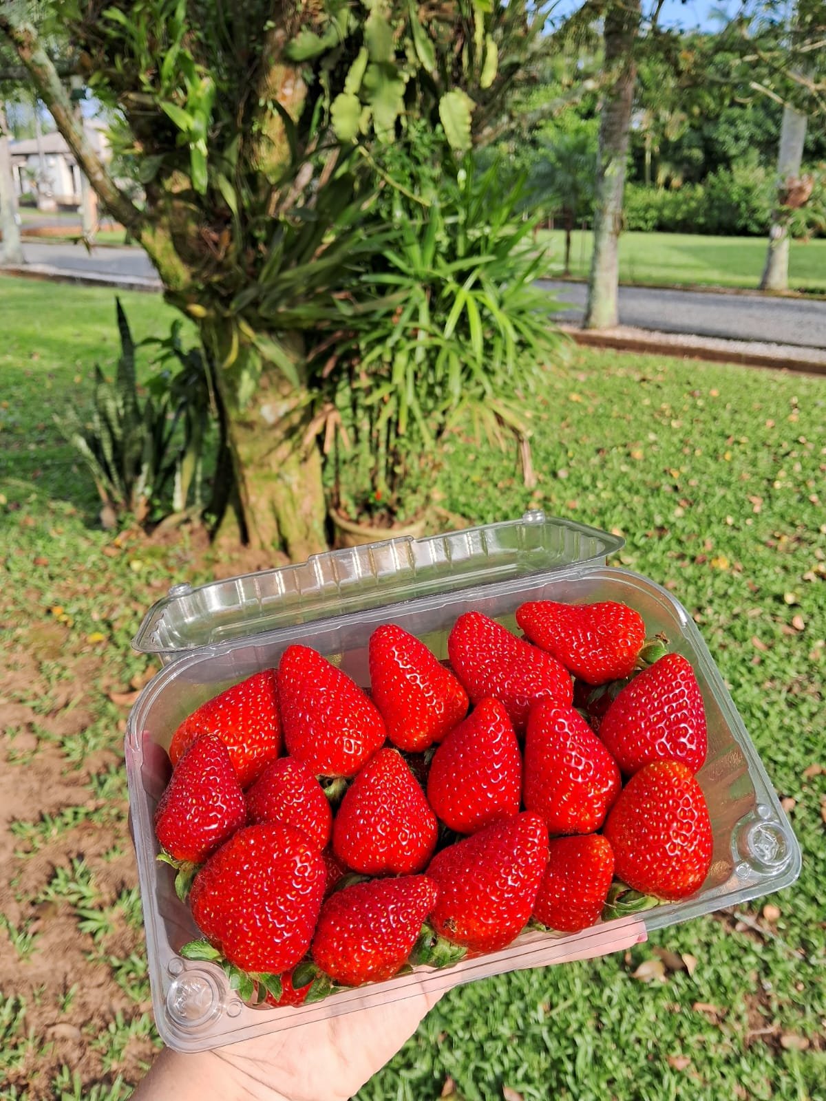 Bandeja de morangos frescos
